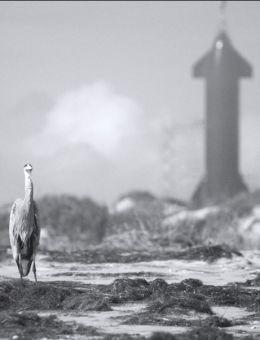 Cinéma Lido | Shifting Baselines | Version originale sous-titrée en français