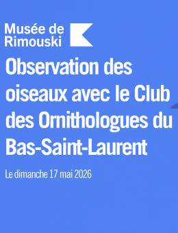 Observation des oiseaux avec le Club des Ornithologues du Bas-Saint-Laurent