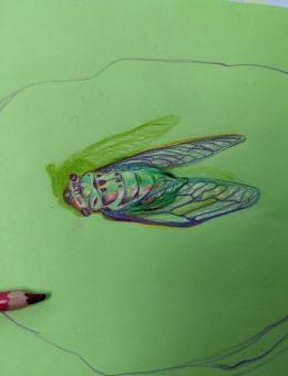 un dessin d'un insecte