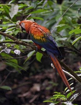 Cinéma Lido | Les Aventuriers voyageurs | Couleurs d'Équateur | De l'Amazonie aux Galápagos