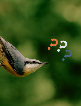 Oiseaux