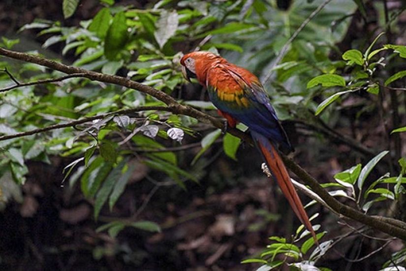 Les Aventuriers voyageurs | Couleurs d'Équateur | De l'Amazonie aux Galápagos
