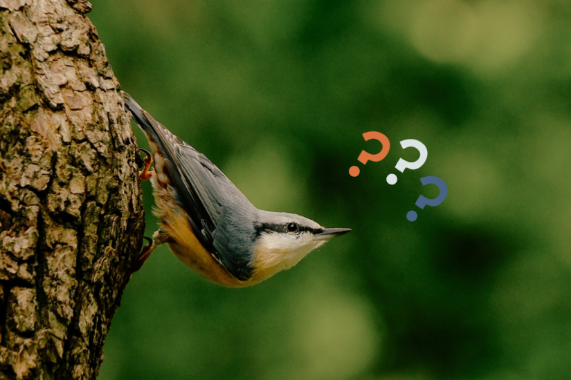 Quiz ornithologique pour familles